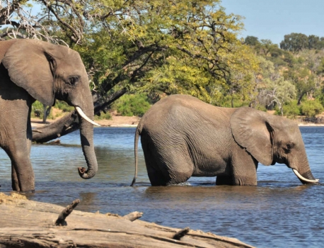 Thebe River Safaris