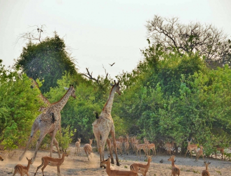 Jackalberry Chobe
